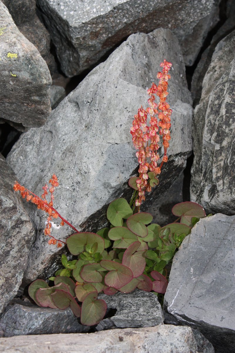 Alpine Mountainsorrel photo 6