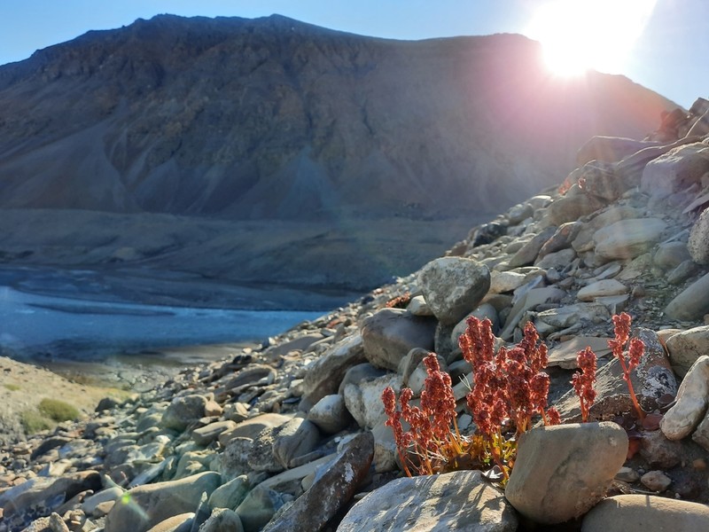 Alpine Mountainsorrel photo 6