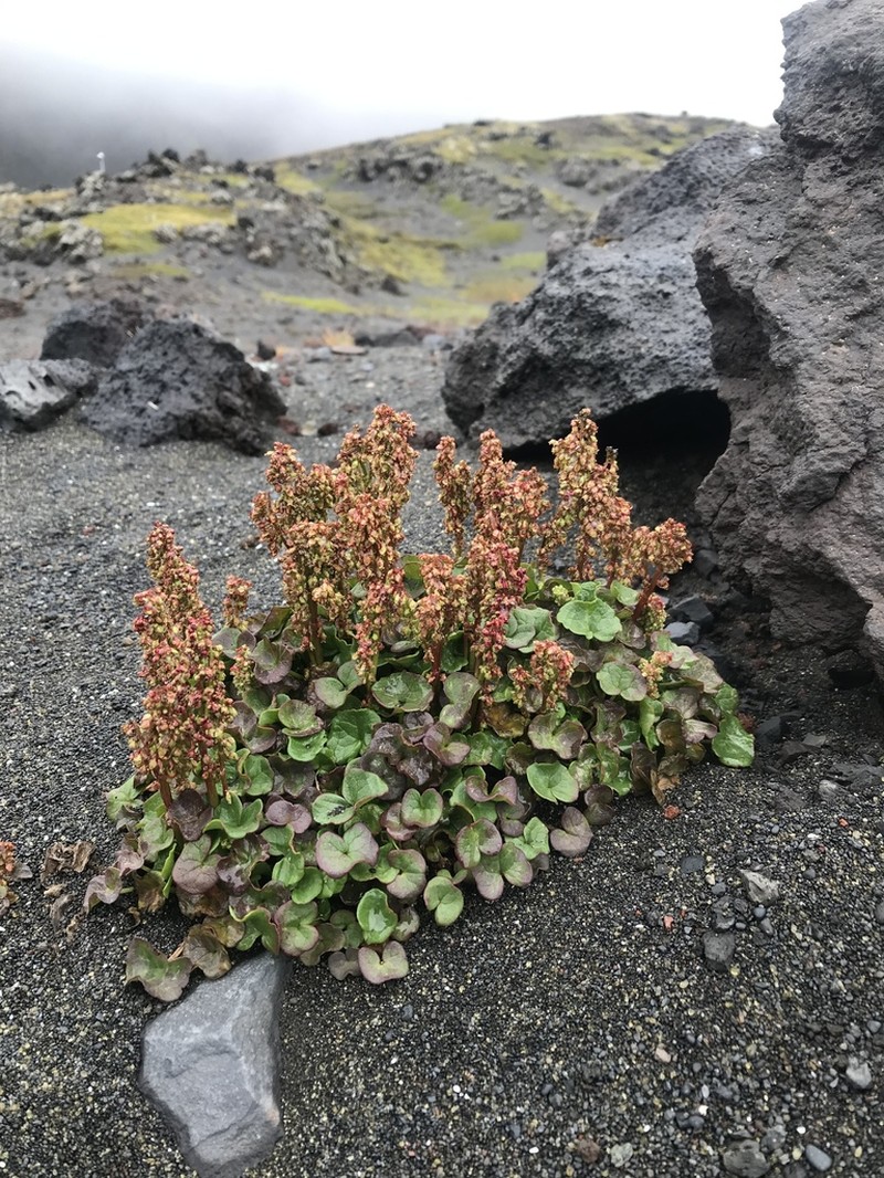 Alpine Mountainsorrel photo 7