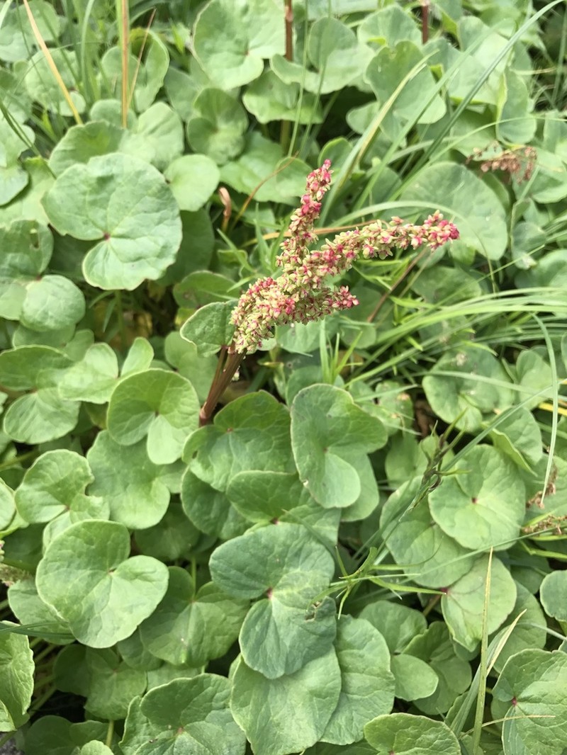 Alpine Mountainsorrel photo 8