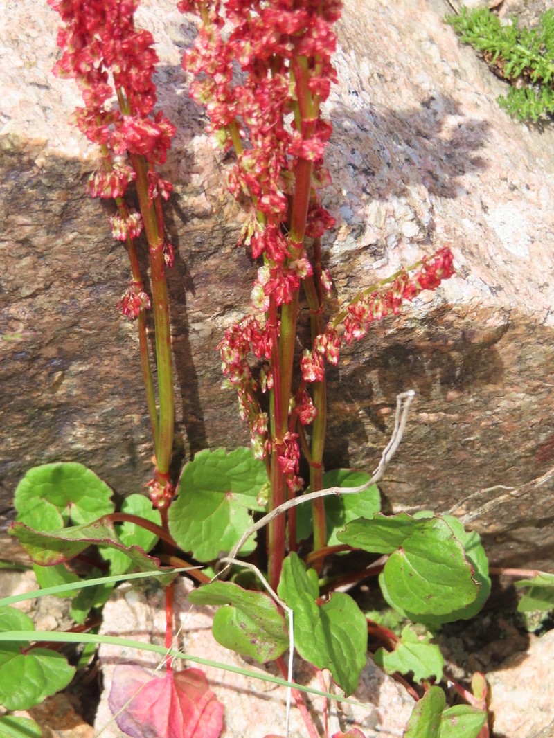 Alpine Mountainsorrel photo 9