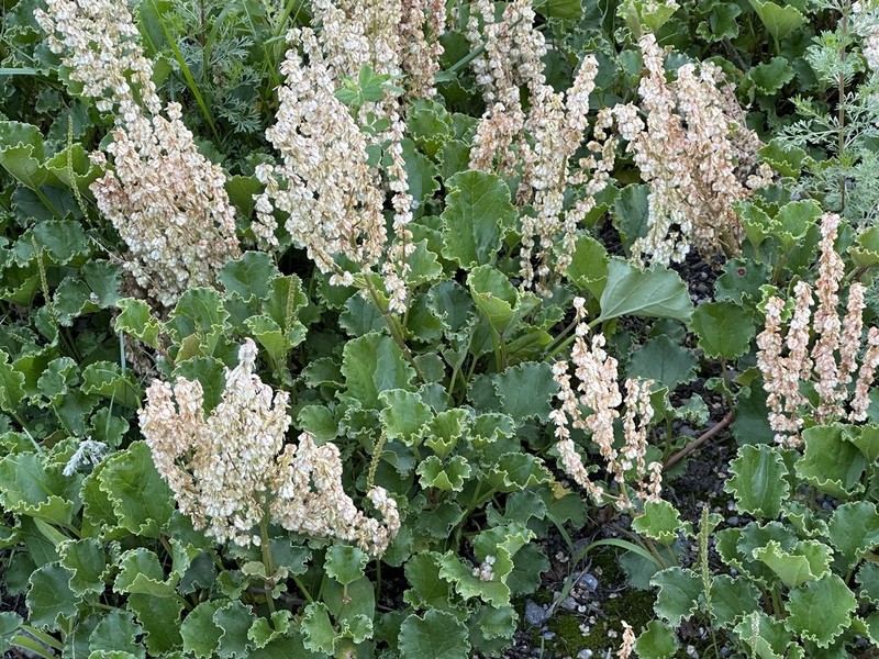 Oxyria sinensis photo 2