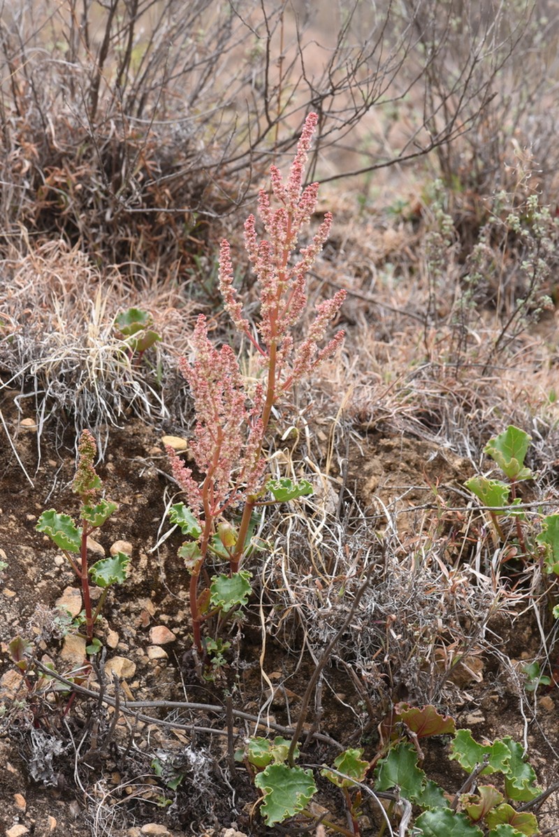 Oxyria sinensis photo 3