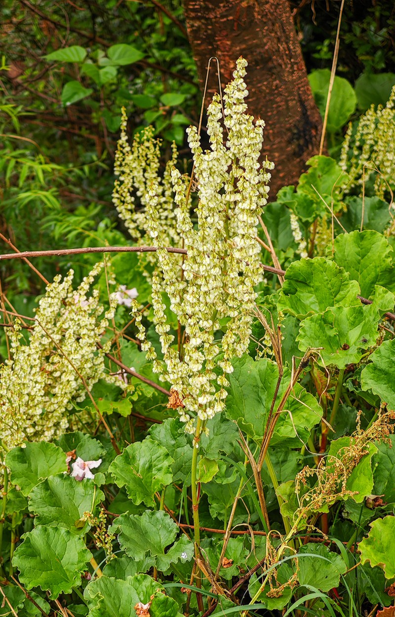 Oxyria sinensis photo 4
