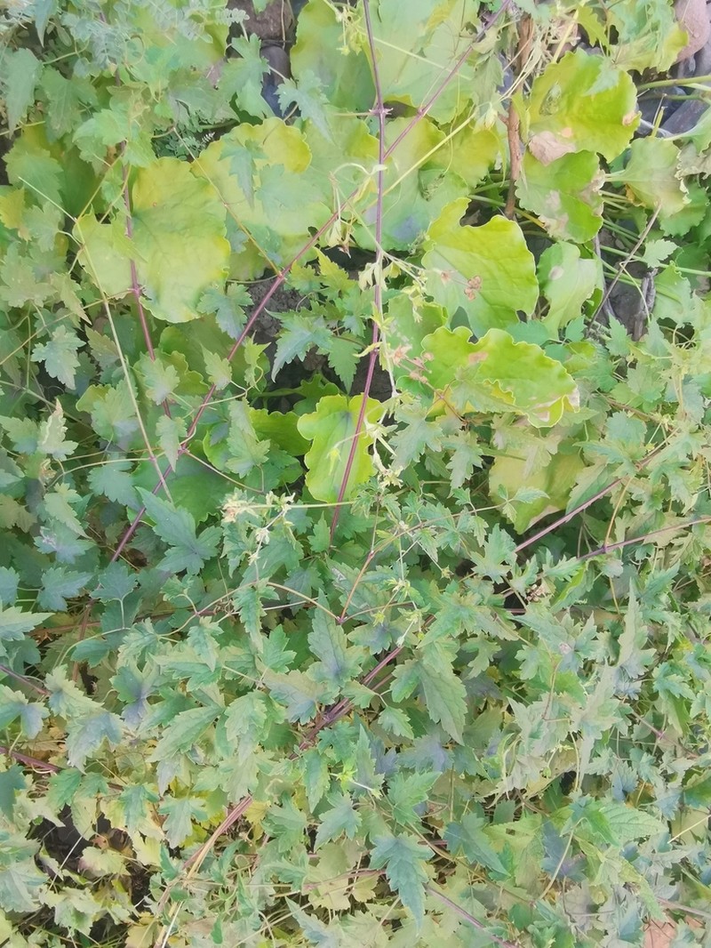 Oxyria sinensis photo 5