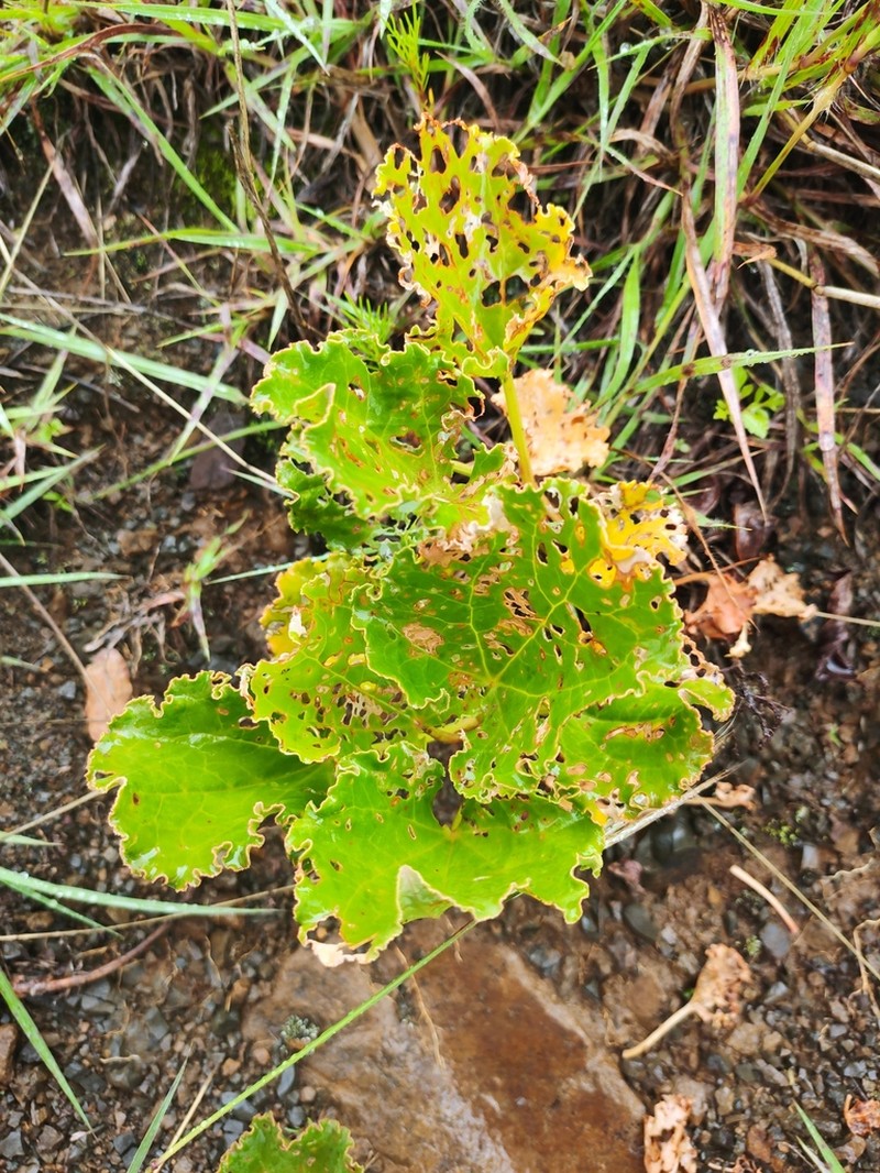 Oxyria sinensis photo 7
