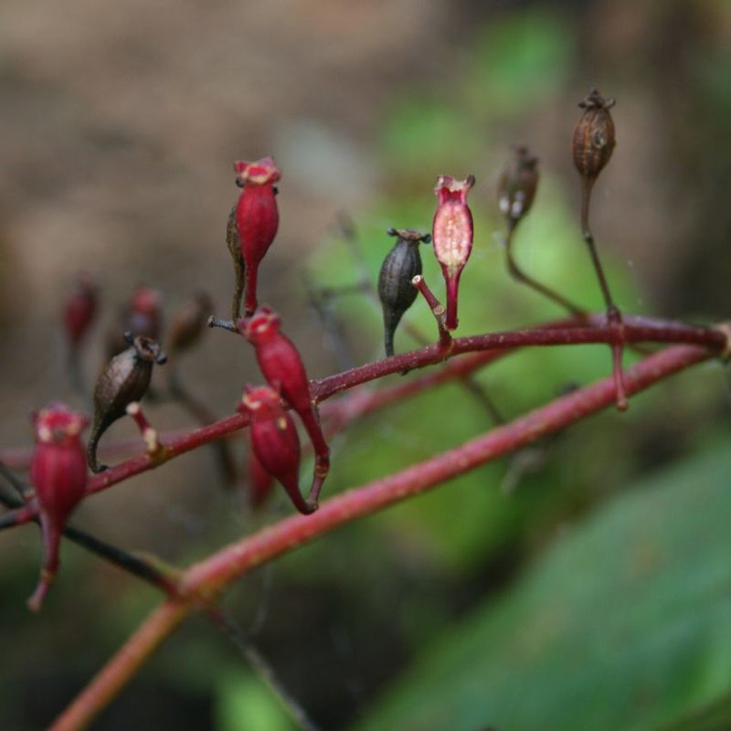 Bristletips photo 8