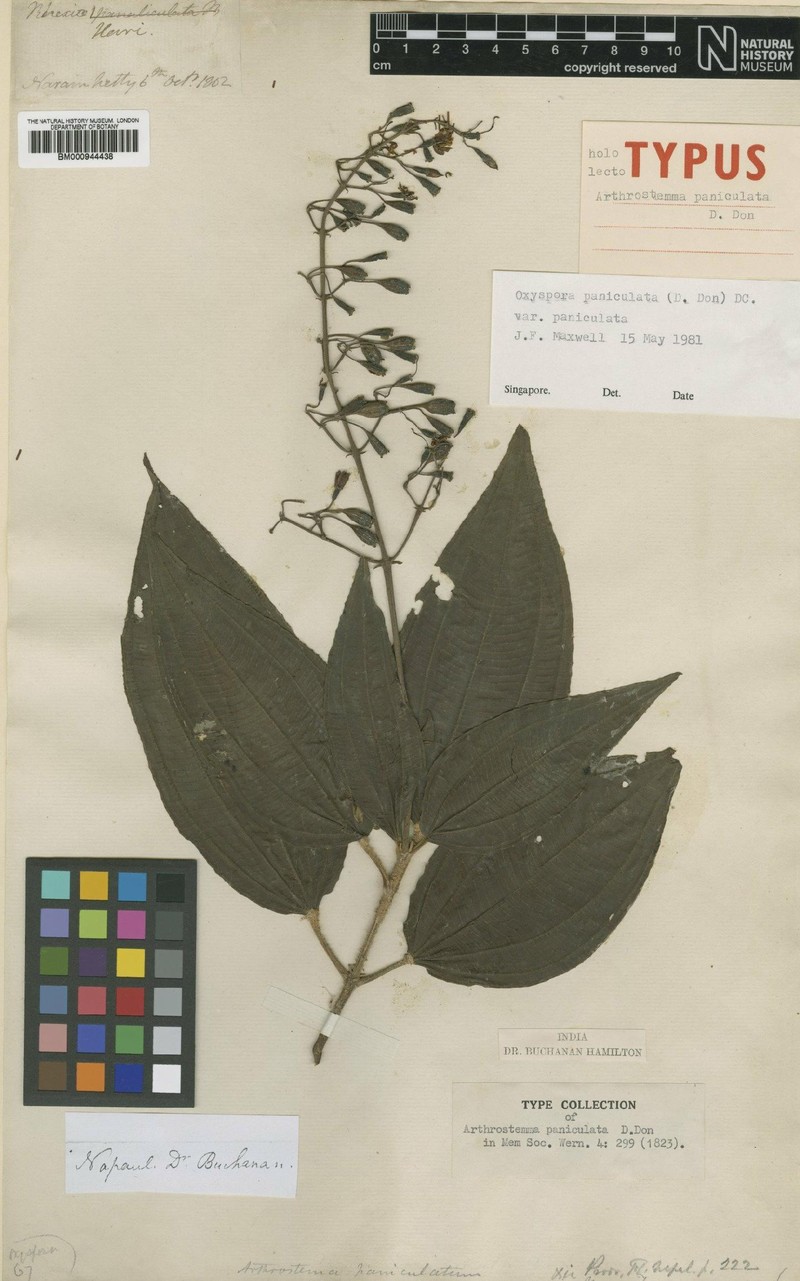 Oxyspora paniculata var. paniculata photo 3