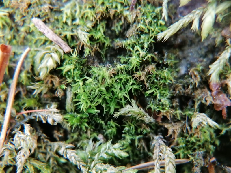 Oxystegus Moss