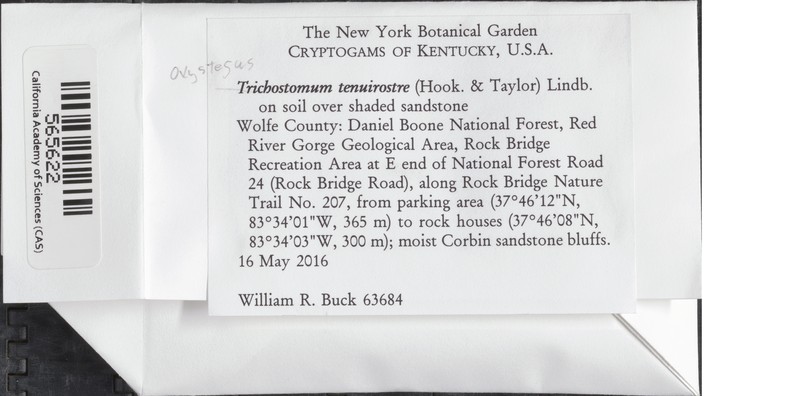 Oxystegus Moss photo 2