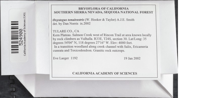 Oxystegus Moss photo 4