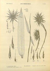 Abyssinia Oxytenanthera