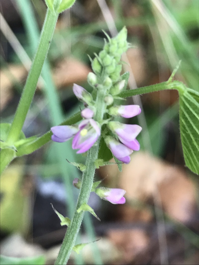 Oxytes brachypoda