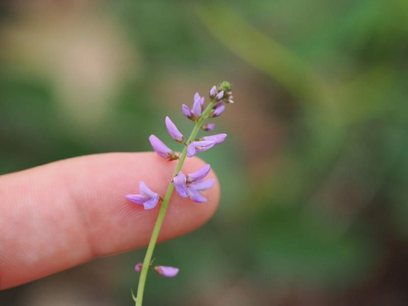 Oxytes brachypoda photo 4