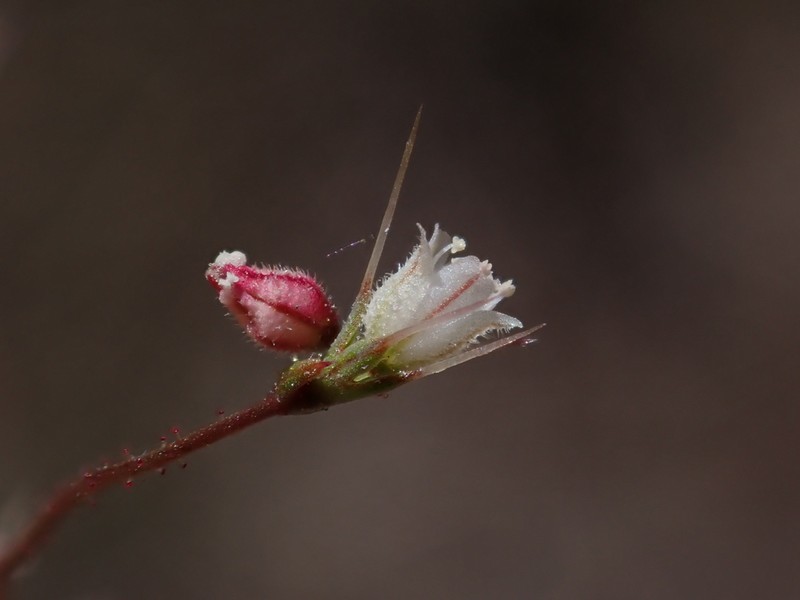 Narrowleaf Oxytheca