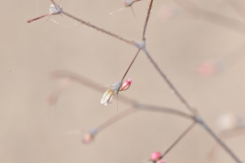 Narrowleaf Oxytheca photo 2