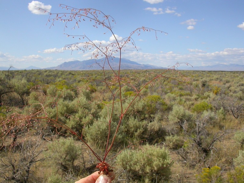 Narrowleaf Oxytheca photo 3