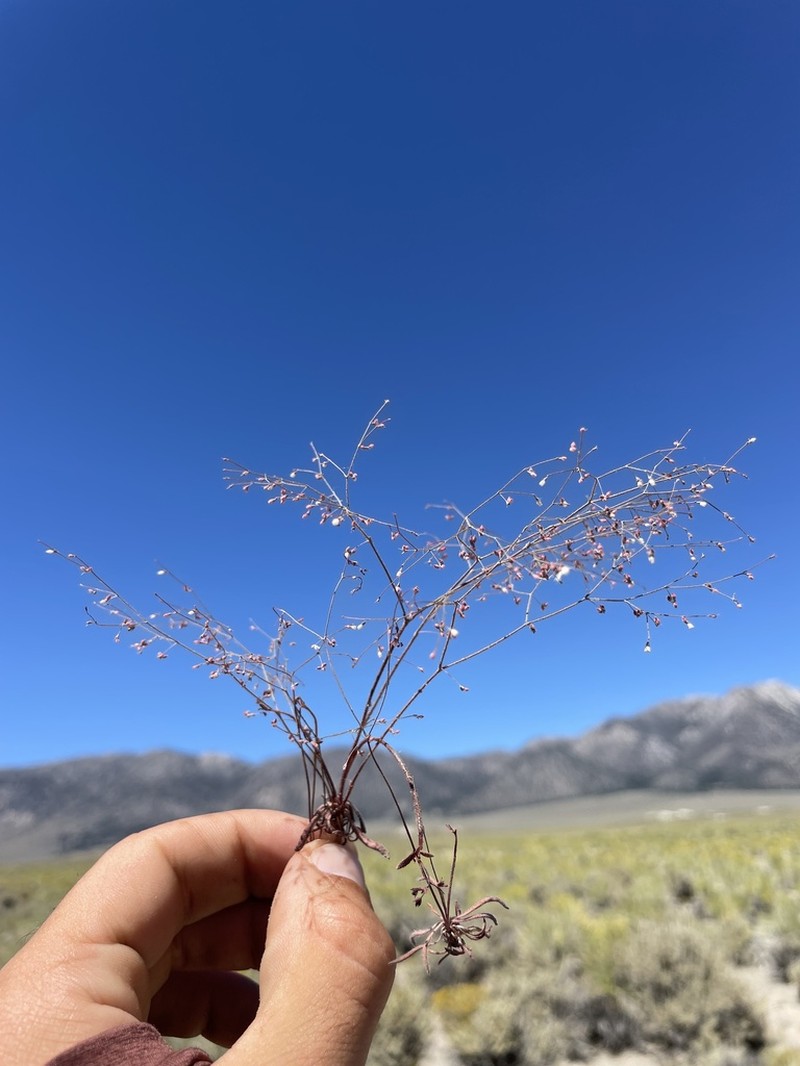 Narrowleaf Oxytheca photo 5