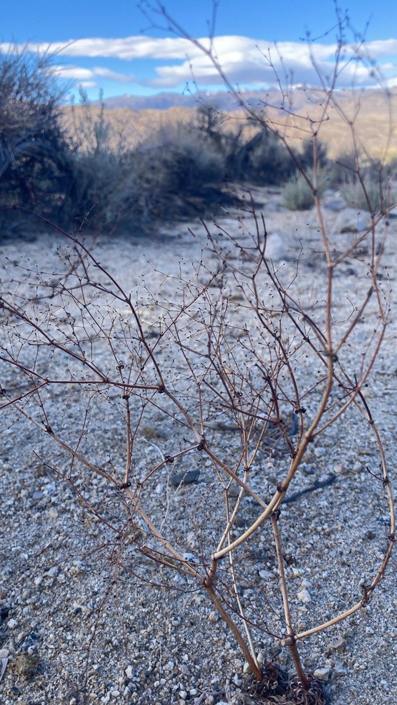 Narrowleaf Oxytheca photo 6