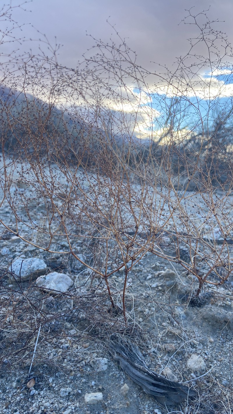 Narrowleaf Oxytheca photo 7
