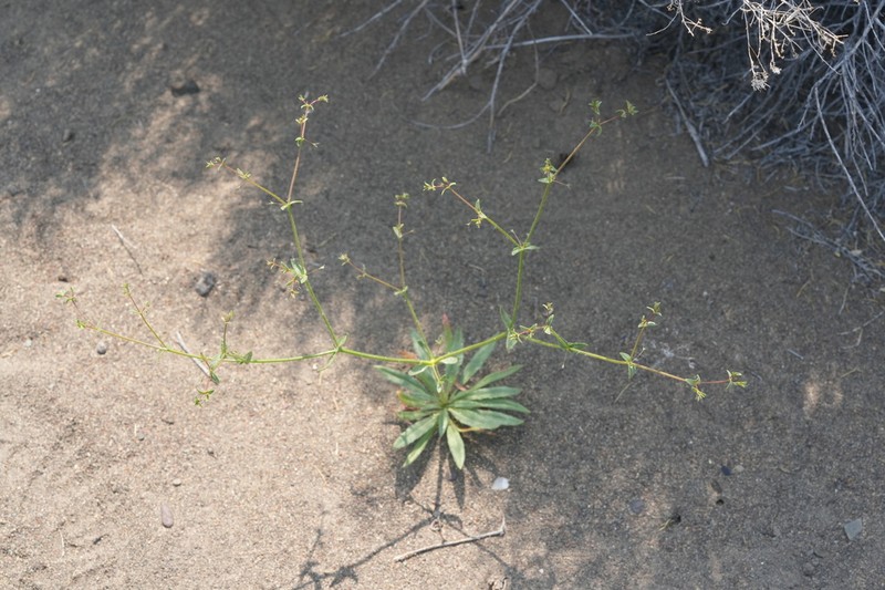 Narrowleaf Oxytheca photo 8