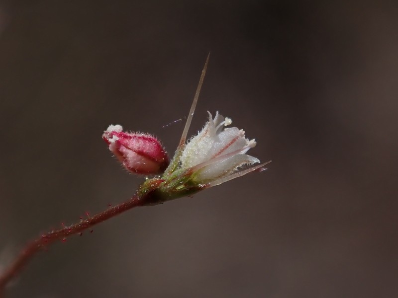Oxytheca dendroidea subsp. chilensis