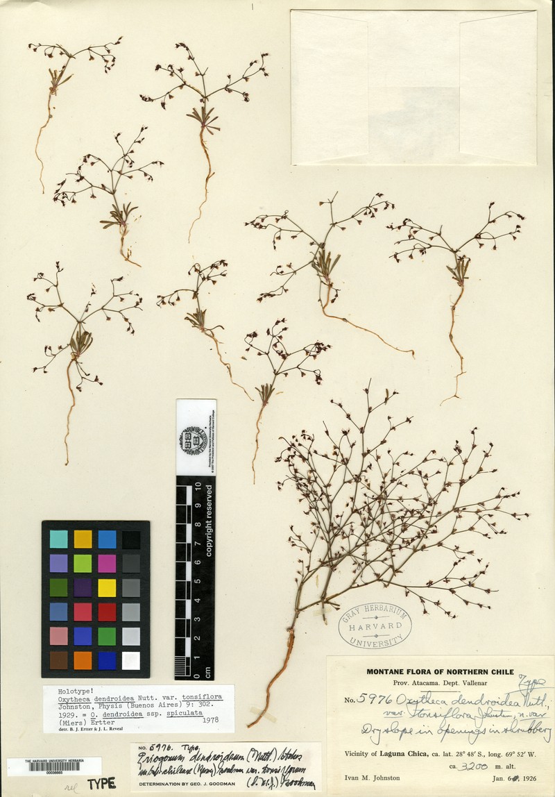 Oxytheca dendroidea subsp. chilensis photo 2