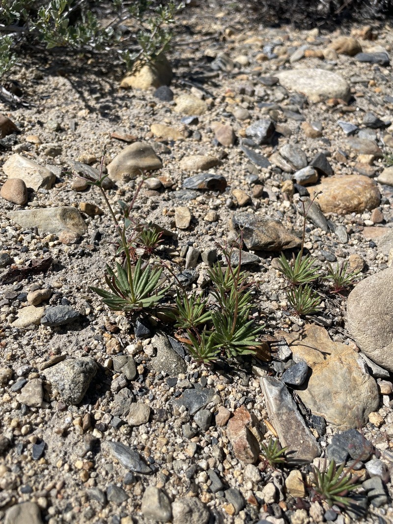 Oxytheca dendroidea subsp. dendroidea