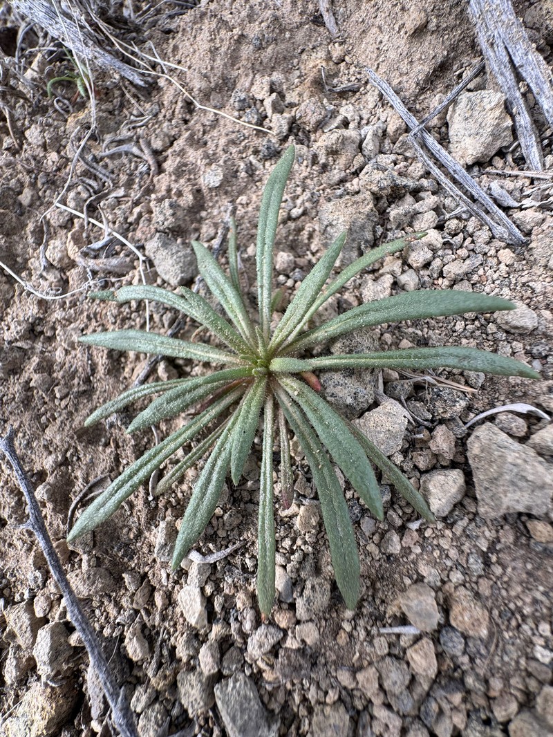 Oxytheca dendroidea subsp. dendroidea photo 2