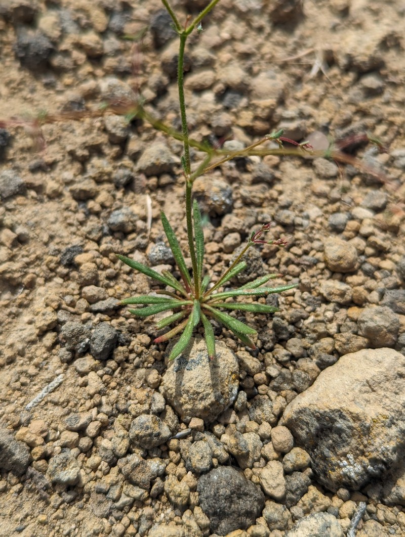 Oxytheca dendroidea subsp. dendroidea photo 3