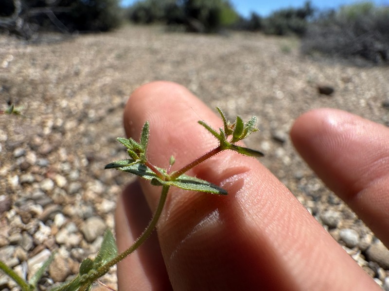 Oxytheca dendroidea subsp. dendroidea photo 4