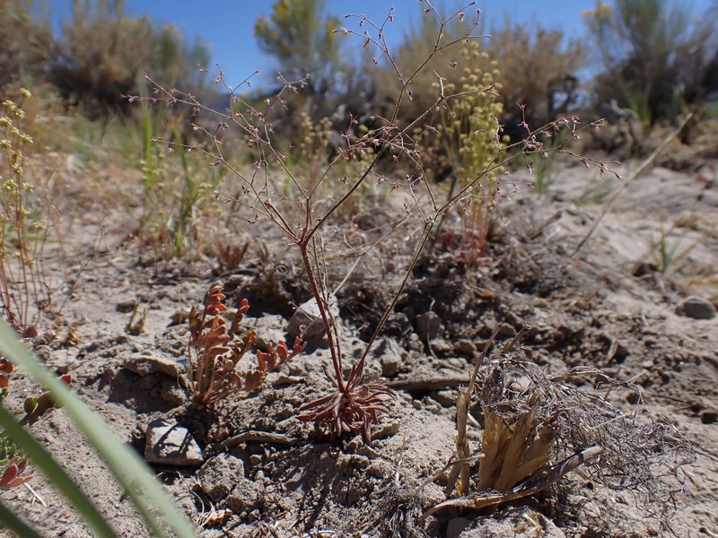 Oxytheca dendroidea subsp. dendroidea photo 7