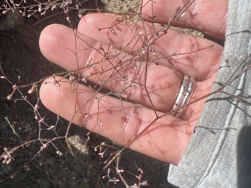 Oxytheca dendroidea subsp. dendroidea photo 8