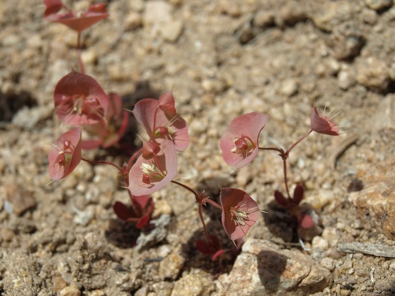 Roundleaf Oxytheca photo 3