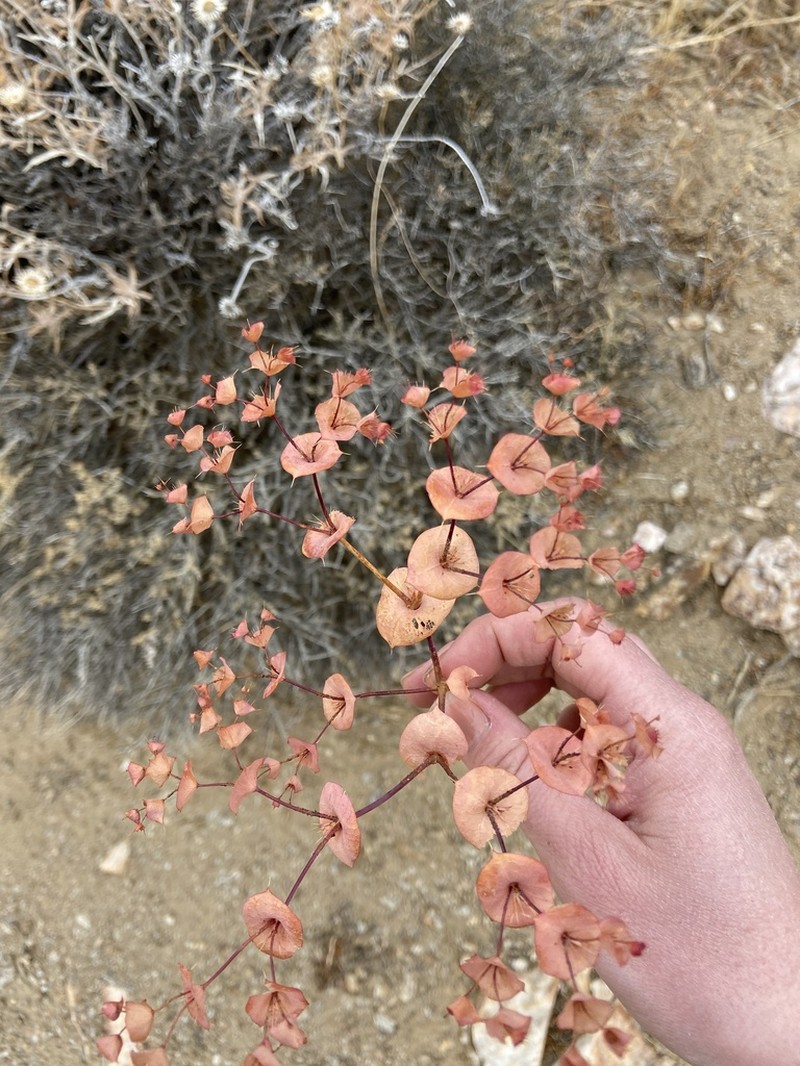 Roundleaf Oxytheca photo 4