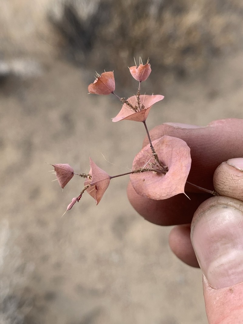 Roundleaf Oxytheca photo 5
