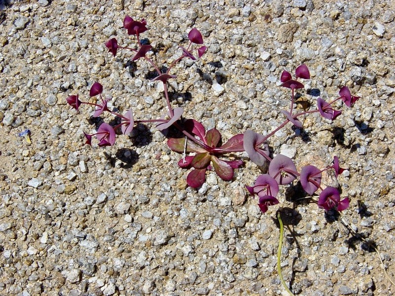 Roundleaf Oxytheca photo 6