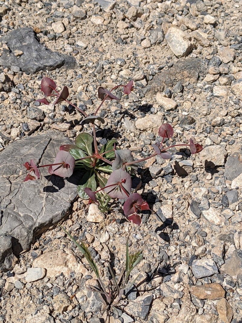Roundleaf Oxytheca photo 7