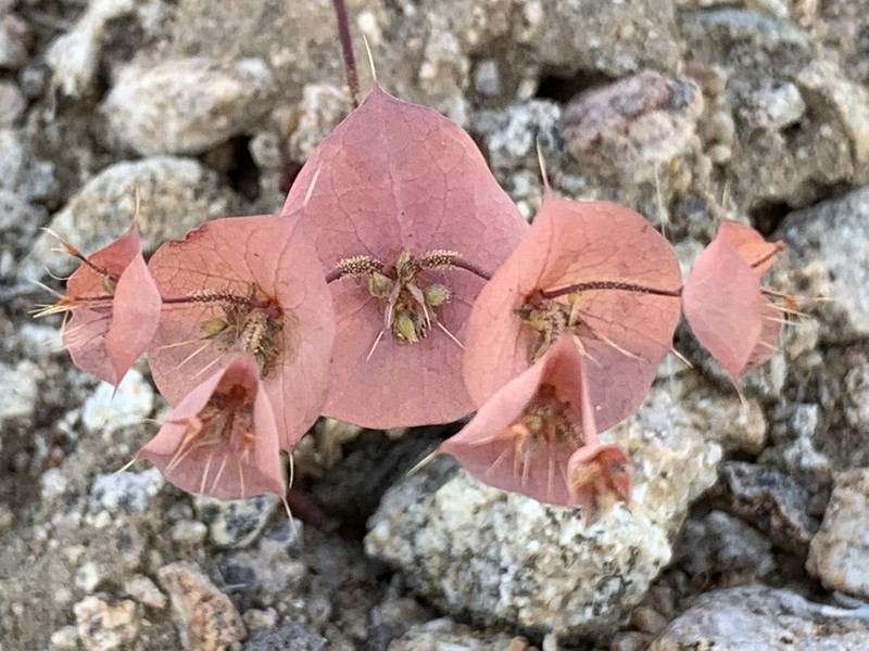 Roundleaf Oxytheca photo 8