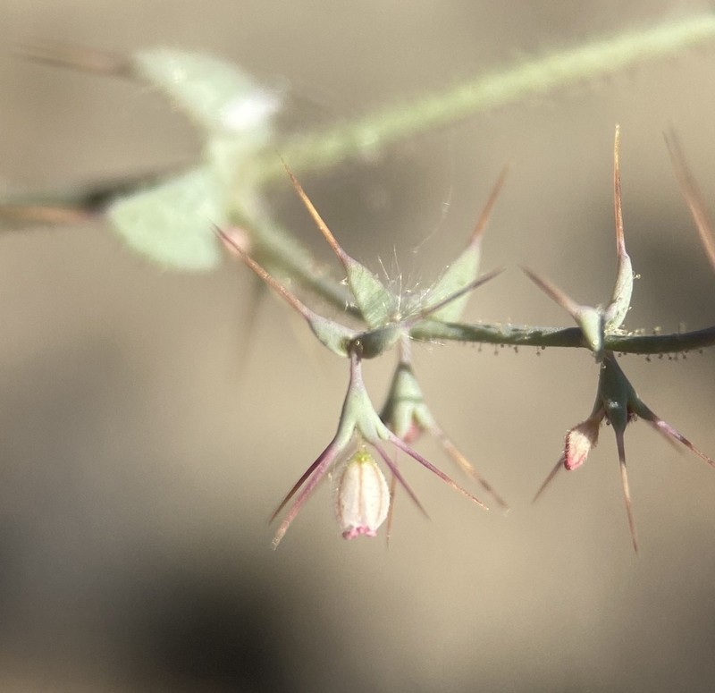 Watson's Oxytheca