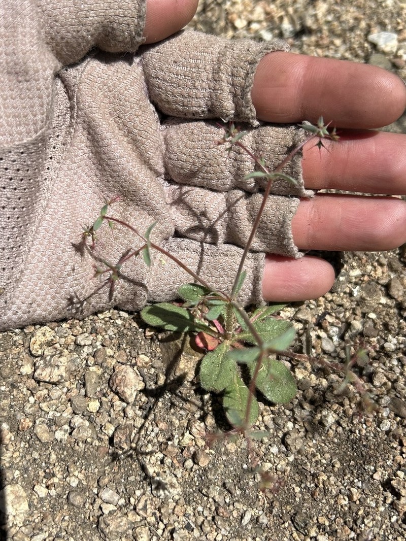 Watson's Oxytheca photo 3