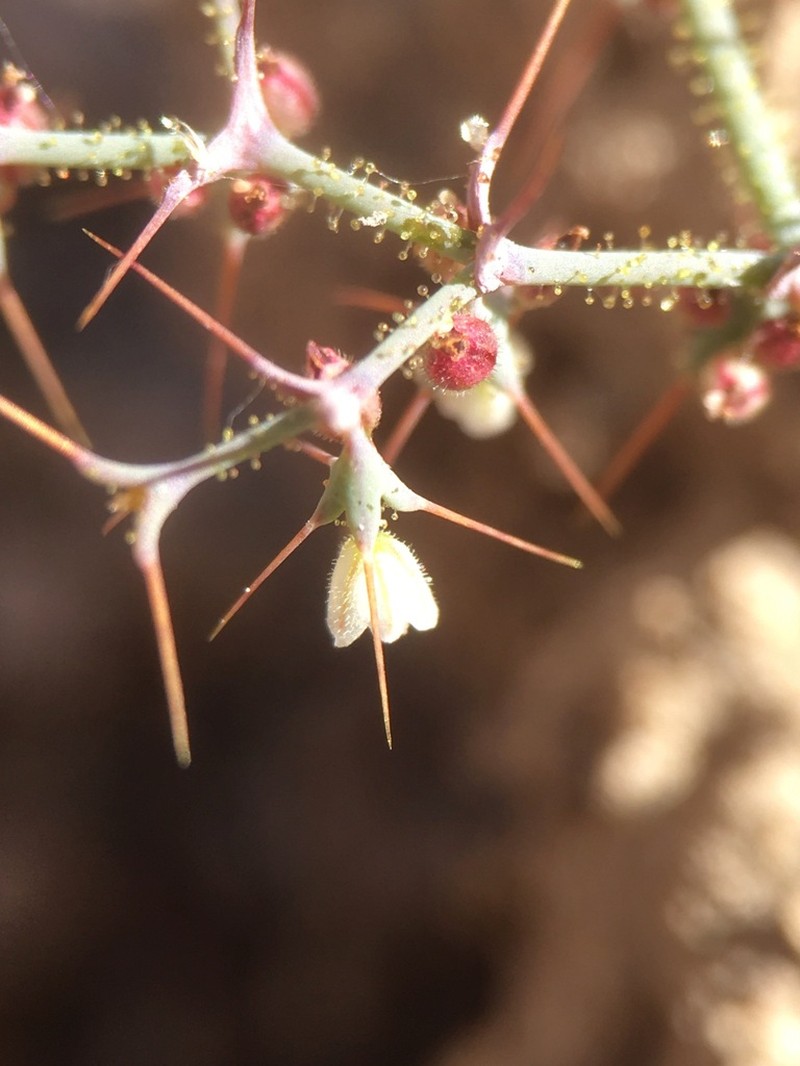 Watson's Oxytheca photo 5