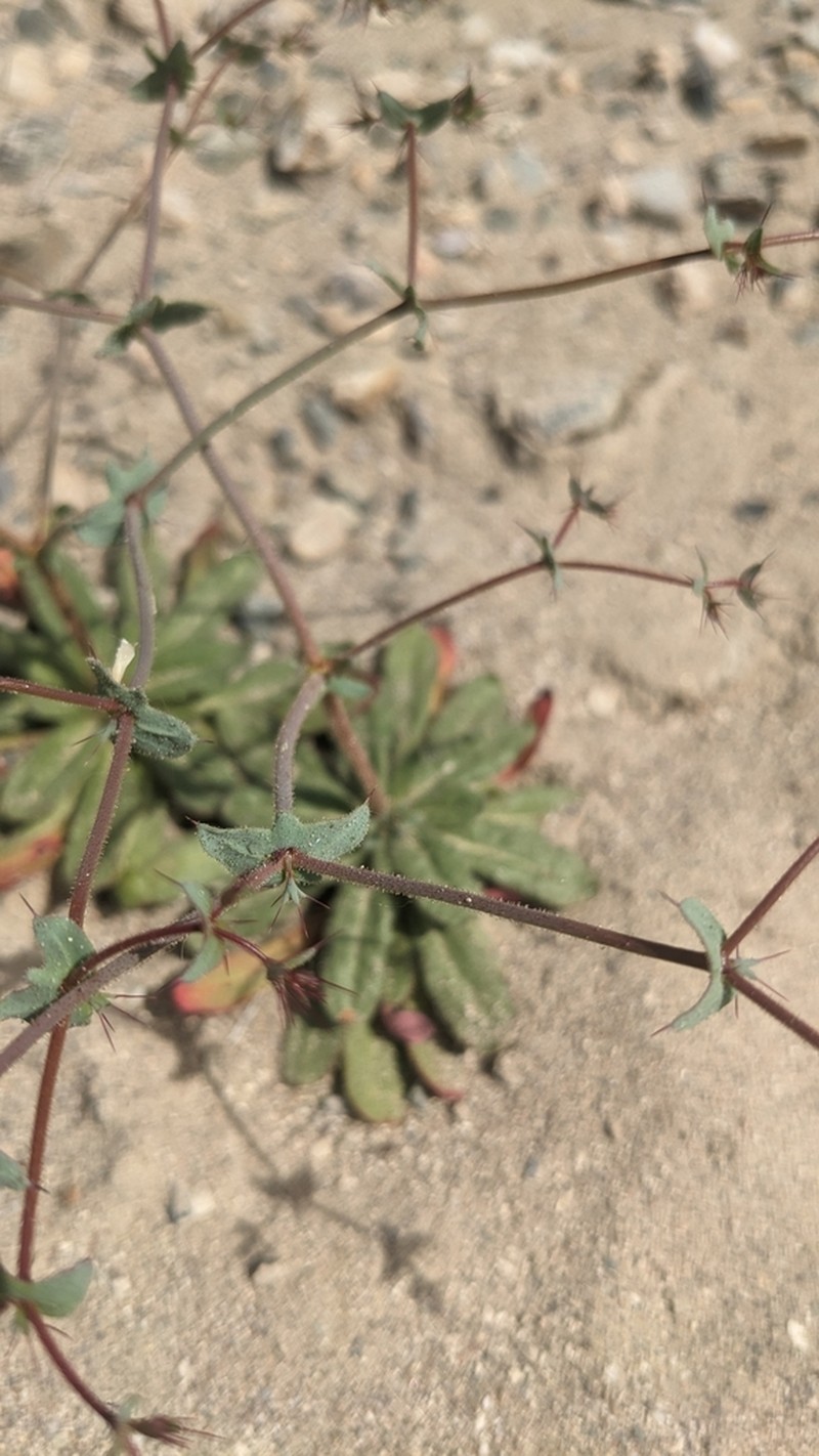 Watson's Oxytheca photo 6