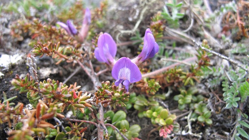 Arctic Locoweed photo 2