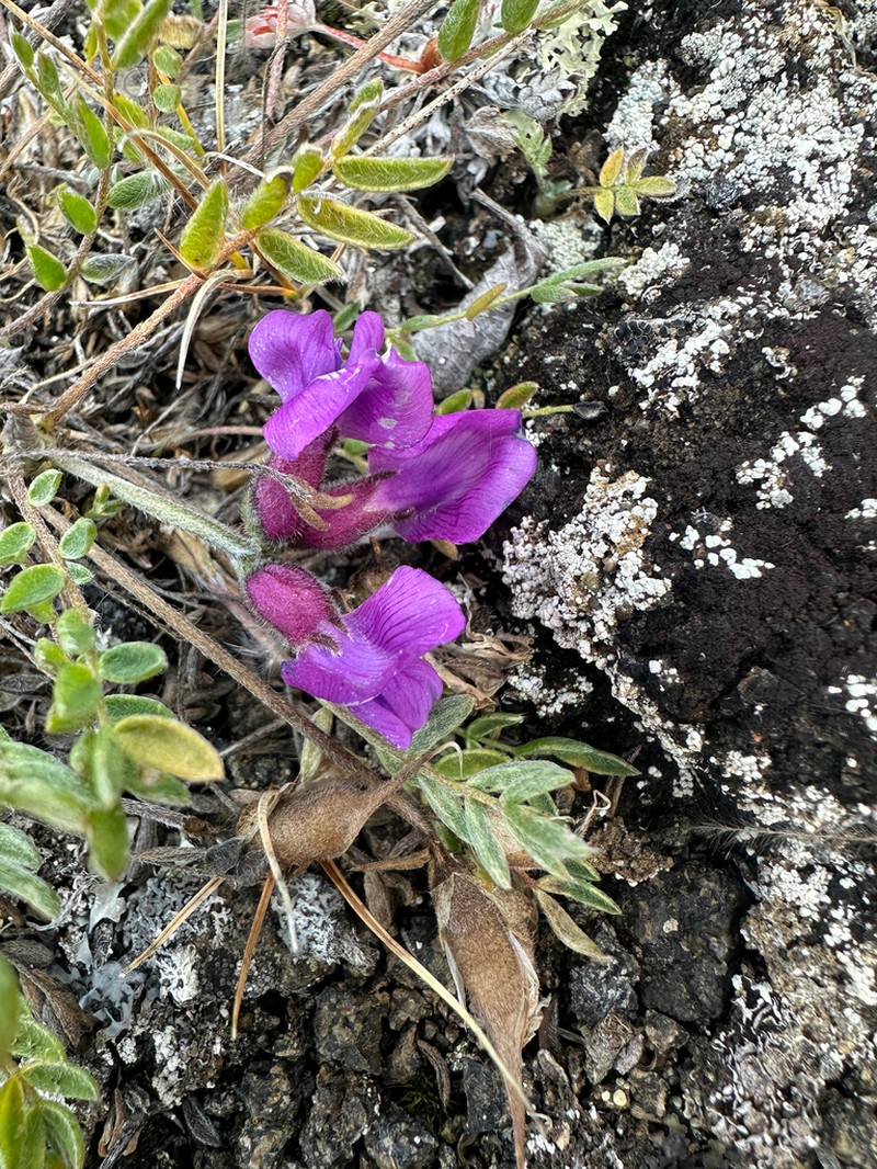 Arctic Locoweed photo 3