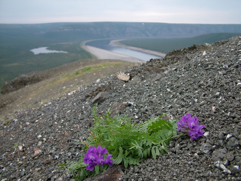 Arctic Locoweed photo 4