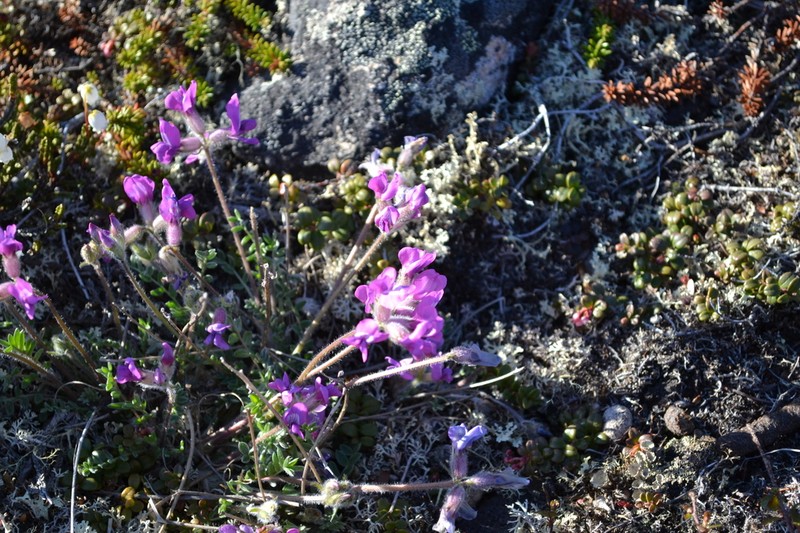 Arctic Locoweed photo 5