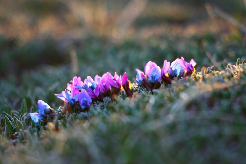 Arctic Locoweed photo 6