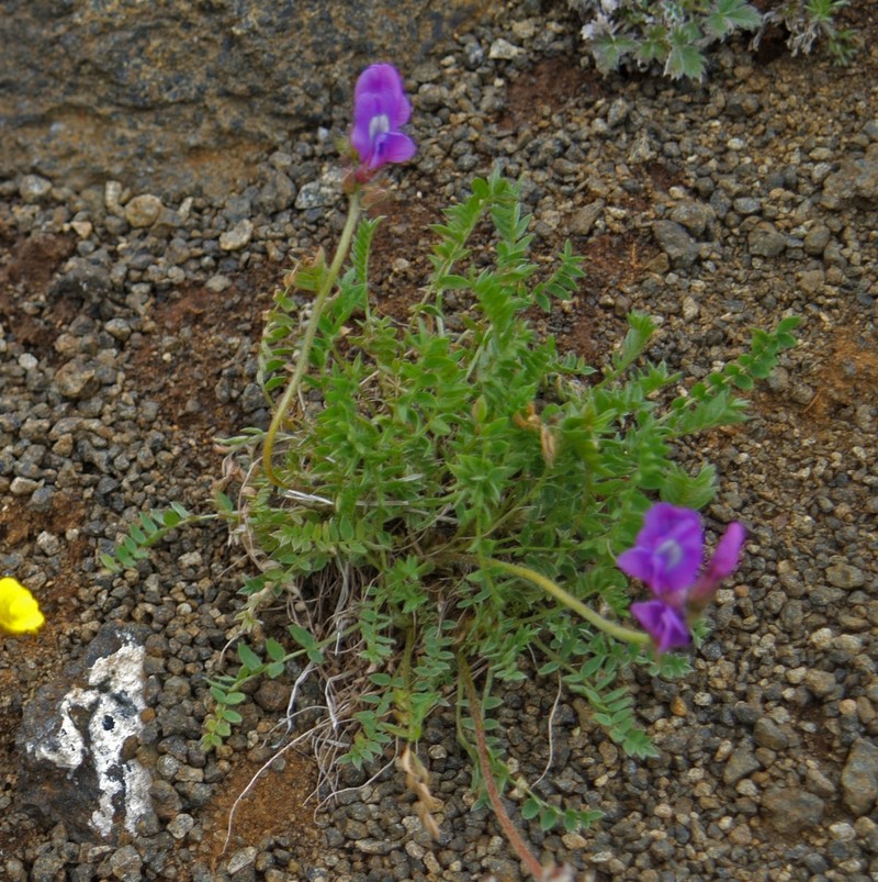 Arctic Locoweed photo 7