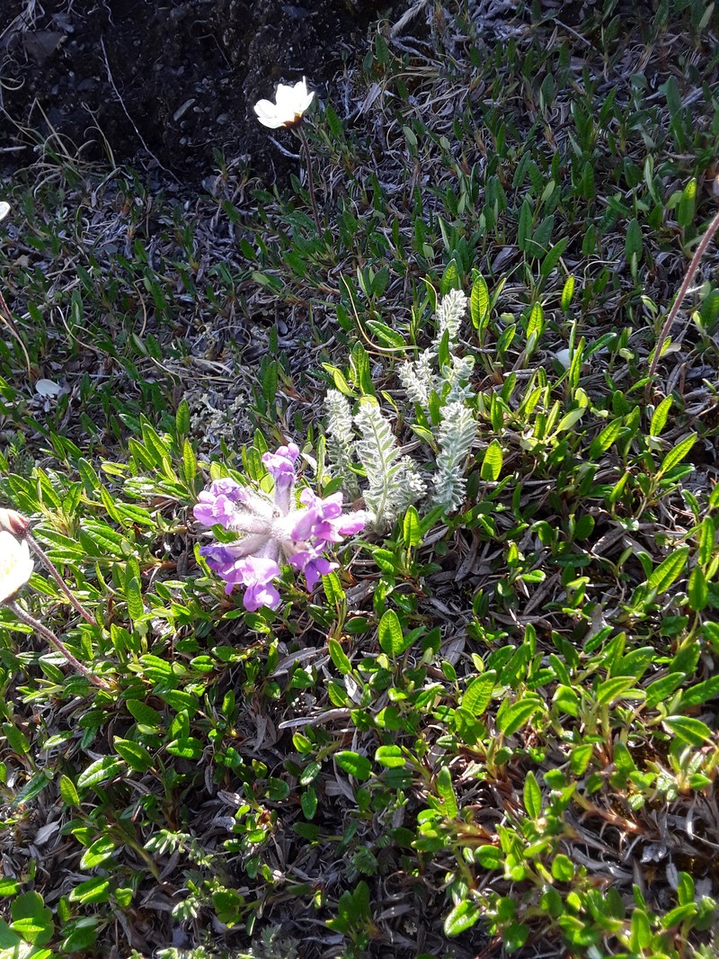 Oxytropis arctica subsp. arctica